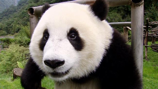 Sneezing Panda Movie CRR
