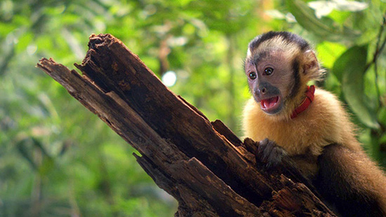 Amazonia CRR