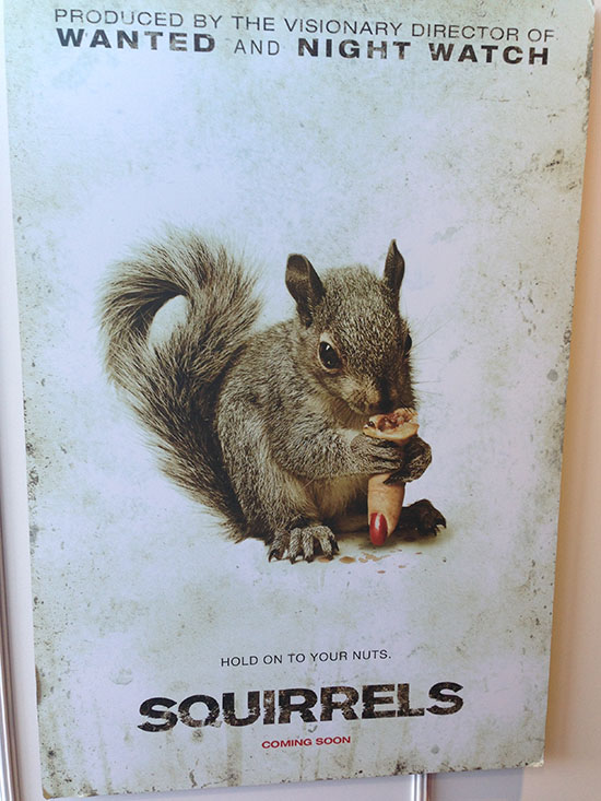 Squirrels Poster Photo